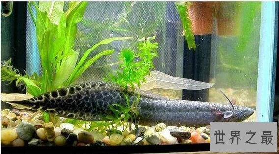 【图】非洲杜兹肺鱼，没水的情况下暴晒4年不死(图片