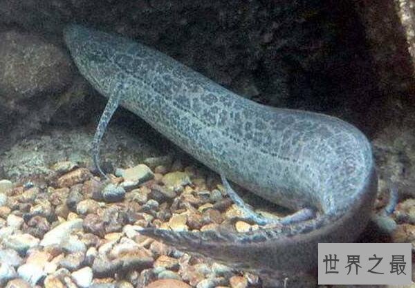 【图】非洲杜兹肺鱼，没水的情况下暴晒4年不死(图片