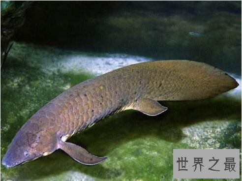 【图】非洲杜兹肺鱼，没水的情况下暴晒4年不死(图片