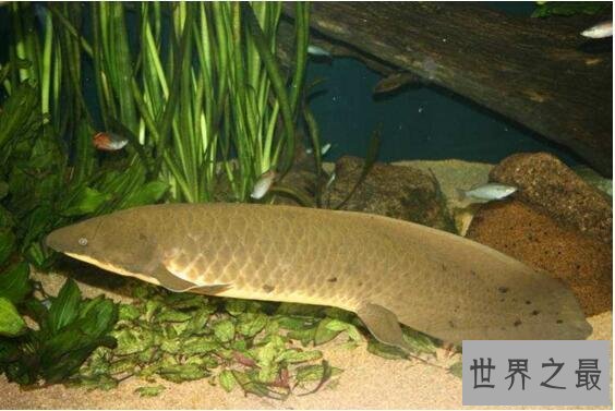 【图】非洲杜兹肺鱼，没水的情况下暴晒4年不死(图片