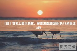 【图】世界上最大的蛇，塞雷洪泰坦巨蟒(长15米重达3吨