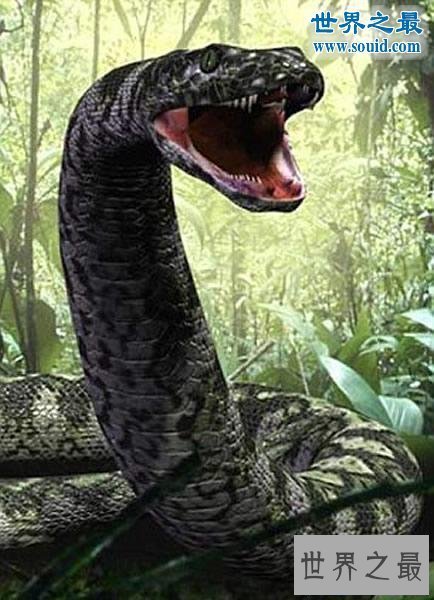 【图】世界上最大的蛇，塞雷洪泰坦巨蟒(长15米重达3吨