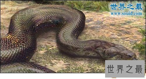 【图】世界上最大的蛇，塞雷洪泰坦巨蟒(长15米重达3吨