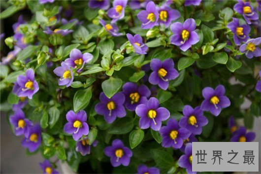 【图】这十种常见紫色的花，除了薰衣草你还意识哪几