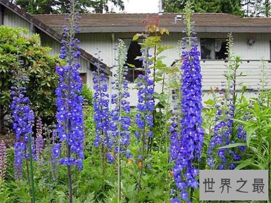 【图】这十种常见紫色的花，除了薰衣草你还意识哪几