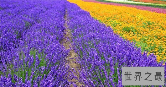 【图】这十种常见紫色的花，除了薰衣草你还意识哪几
