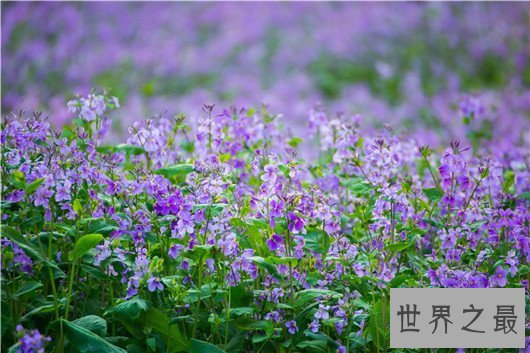 【图】这十种常见紫色的花，除了薰衣草你还意识哪几