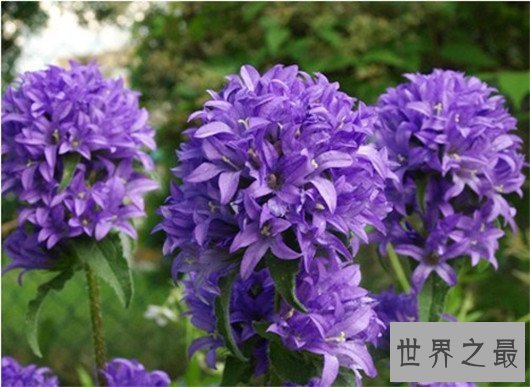 【图】这十种常见紫色的花，除了薰衣草你还意识哪几