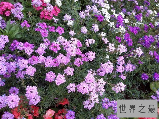 【图】这十种常见紫色的花，除了薰衣草你还意识哪几