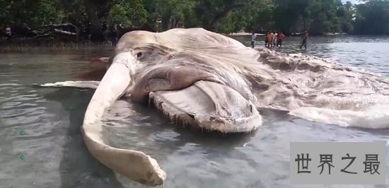 【图】最具破坏力的印尼海啸，顷刻吞噬30万鲜活生命