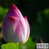 【图】荷花图集赏析 出淤泥而不染濯清涟而不妖