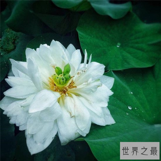 【图】荷花图集赏析 出淤泥而不染濯清涟而不妖