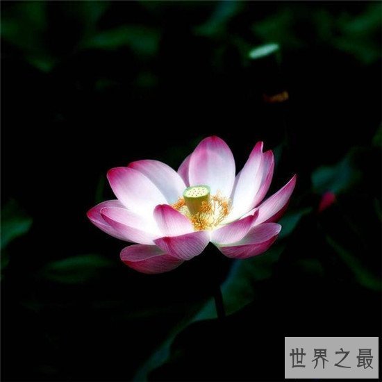 【图】荷花图集赏析 出淤泥而不染濯清涟而不妖