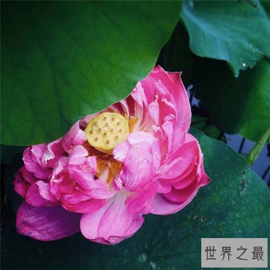 【图】荷花图集赏析 出淤泥而不染濯清涟而不妖