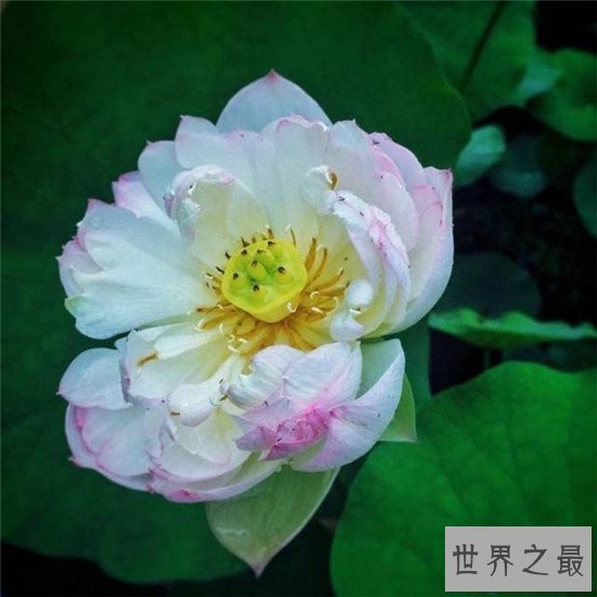 【图】荷花图集赏析 出淤泥而不染濯清涟而不妖