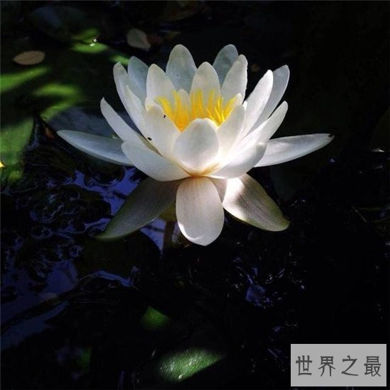 【图】荷花图集赏析 出淤泥而不染濯清涟而不妖