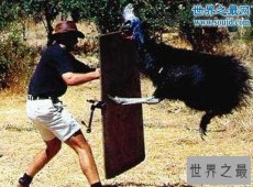 【图】世界上最危险的动物，鹤鸵利爪能把人类内脏勾