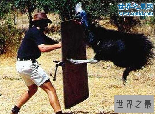 【图】世界上最风险的动物，鹤鸵利爪能把人类内脏勾