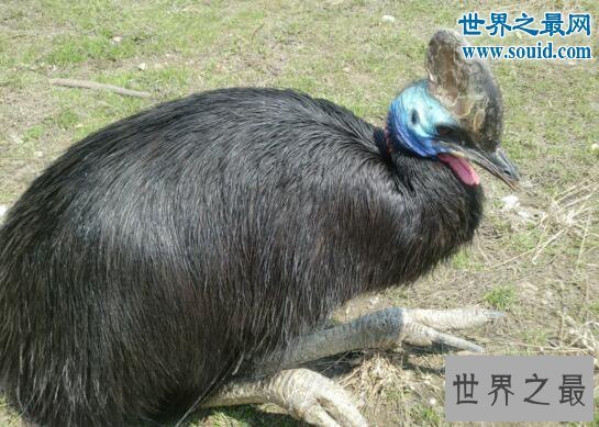 【图】世界上最风险的动物，鹤鸵利爪能把人类内脏勾