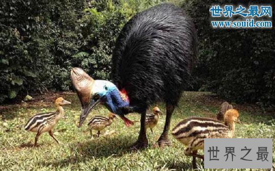 【图】世界上最风险的动物，鹤鸵利爪能把人类内脏勾