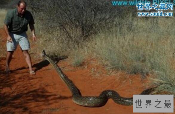 【图】世界上最大的蛇97米，当然是假的（只要14.85米）