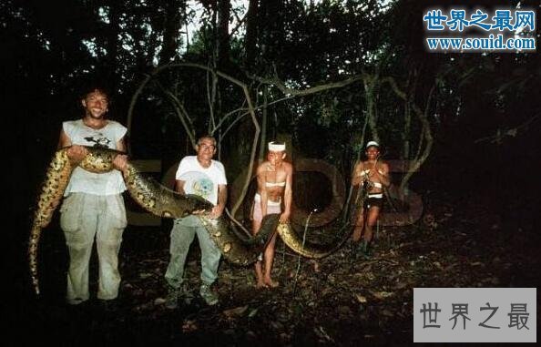 【图】世界上最大的蛇97米，当然是假的（只要14.85米）