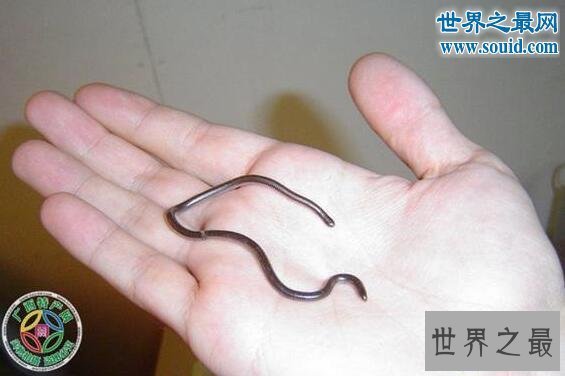 【图】世界上最大的蛇97米，当然是假的（只要14.85米）