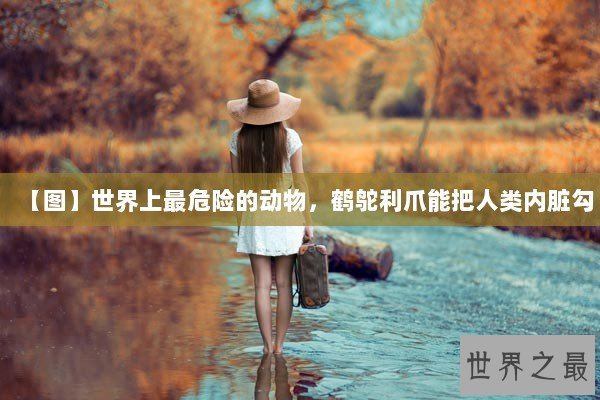 【图】世界上最危险的动物，鹤鸵利爪能把人类内脏勾