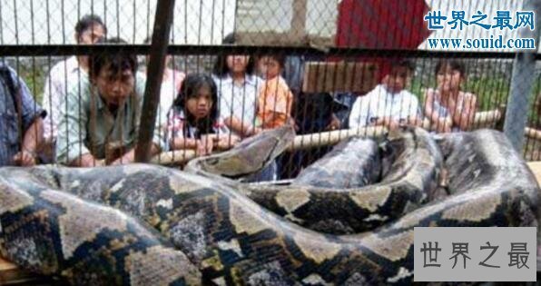 【图】世界上最大的蛇97米，当然是假的（只要14.85米）
