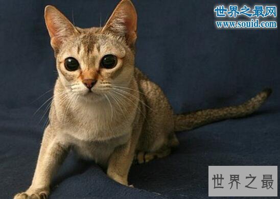 【图】世界上最小的猫，新加坡猫(平均体重2公斤左右