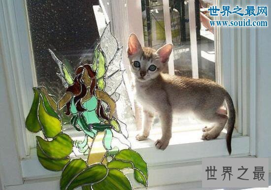 【图】世界上最小的猫，新加坡猫(平均体重2公斤左右