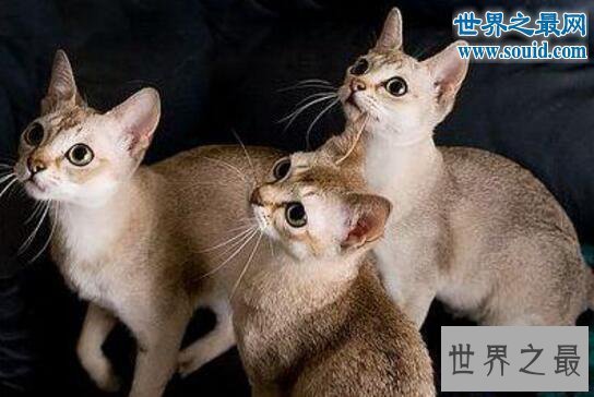 【图】世界上最小的猫，新加坡猫(平均体重2公斤左右