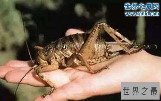 【图】世界上最大的昆虫巨沙螽(zhōng)，有三只老鼠的重