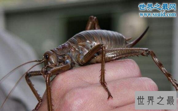 【图】世界上最大的昆虫巨沙螽(zhōng)，有三只老鼠的重