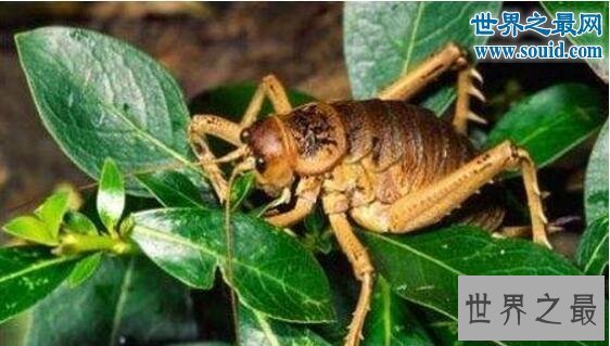 【图】世界上最大的昆虫巨沙螽(zhōng)，有三只老鼠的重