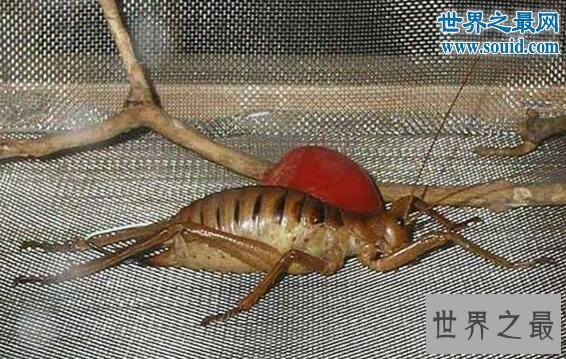 【图】世界上最大的昆虫巨沙螽(zhōng)，有三只老鼠的重