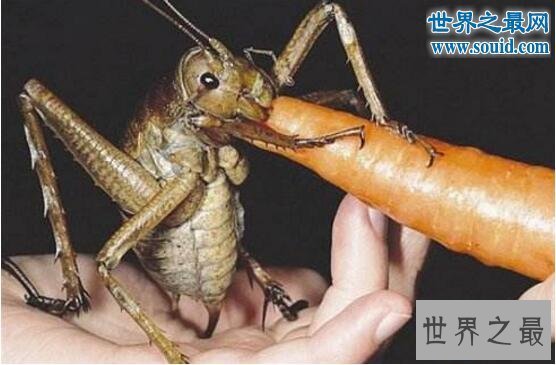 【图】世界上最大的昆虫巨沙螽(zhōng)，有三只老鼠的重