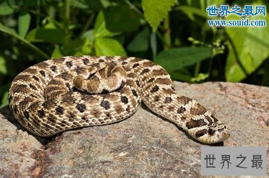 【图】世界上最怂的蛇猪鼻蛇，装死吓唬就是不敢下嘴