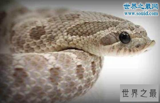 【图】世界上最怂的蛇猪鼻蛇，装死吓唬就是不敢下嘴