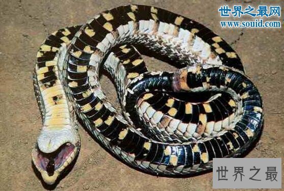 【图】世界上最怂的蛇猪鼻蛇，装死吓唬就是不敢下嘴