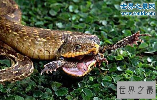 【图】世界上最怂的蛇猪鼻蛇，装死吓唬就是不敢下嘴