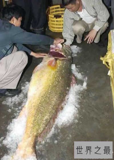 【图】世界最贵的鱼是什么鱼，血红龙500万/金钱鳘300万