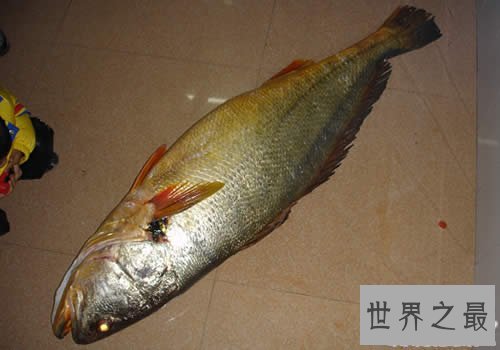 【图】世界最贵的鱼是什么鱼，血红龙500万/金钱鳘300万