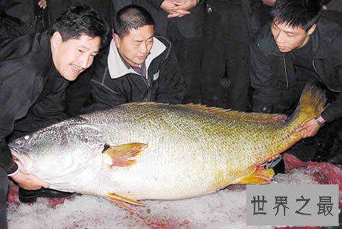 【图】世界最贵的鱼是什么鱼，血红龙500万/金钱鳘300万