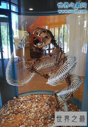 【图】远古巨兽沃那比蛇，能生吞恐龙(比泰坦蟒愈加凶