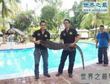 【图】世界上最大的壁虎，2.3米大壁虎吓坏度假人(图