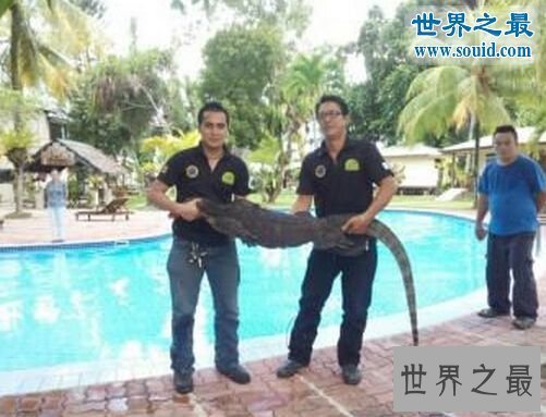 【图】世界上最大的壁虎，2.3米大壁虎吓坏度假人(图