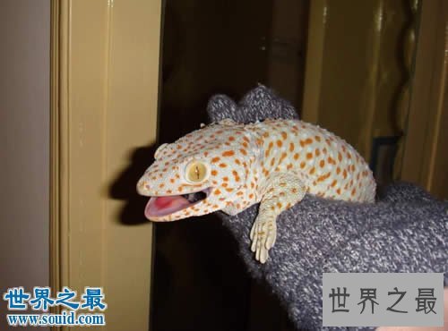 【图】世界上最大的壁虎，2.3米大壁虎吓坏度假人(图