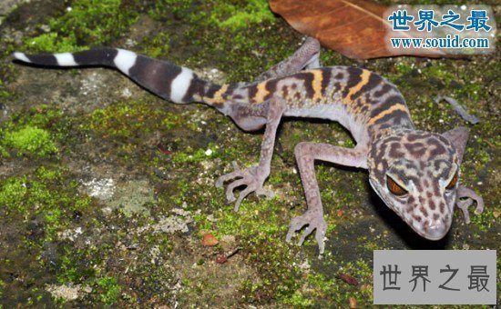 【图】世界上最大的壁虎，2.3米大壁虎吓坏度假人(图