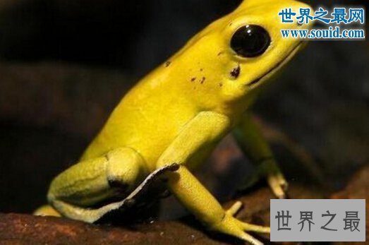 【图】世界上最大的蝌蚪，长0.25米的不正当蛙(比青蛙还